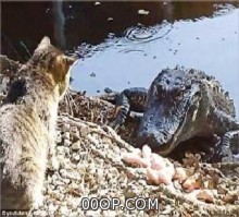  قط يواجه تمساحًا ويسدد إليه الضربات واللكمات!!
