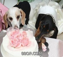 حفل زفاف فخم لكلب مدلل يثير استياء سكان مدينة مغربية